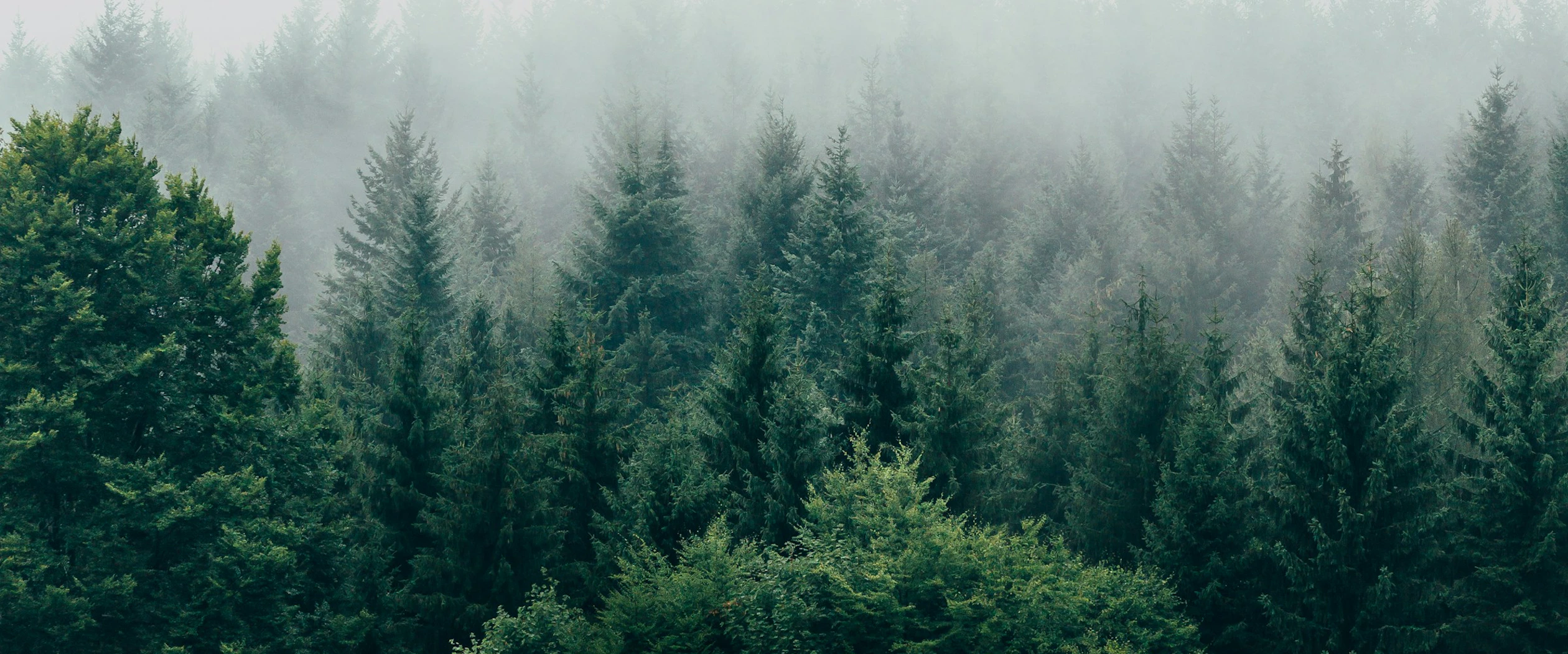 Vy över granskogstoppar i dimma. Photo by Filip Zrnzević on Unsplash.