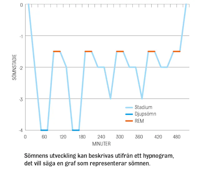 Graf över hur sömnen utvecklas under sovtiden. 