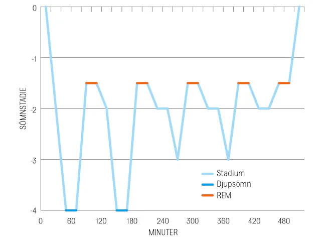 Graf över hur sömnen utvecklas under sovtiden.