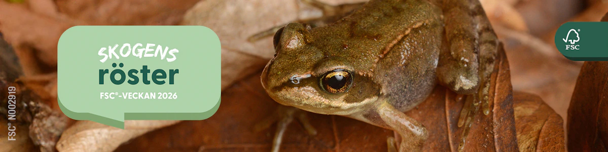 En groda sitter på löv i skogen, på bilden står det Skogens röster i grönt, FSC veckans tema