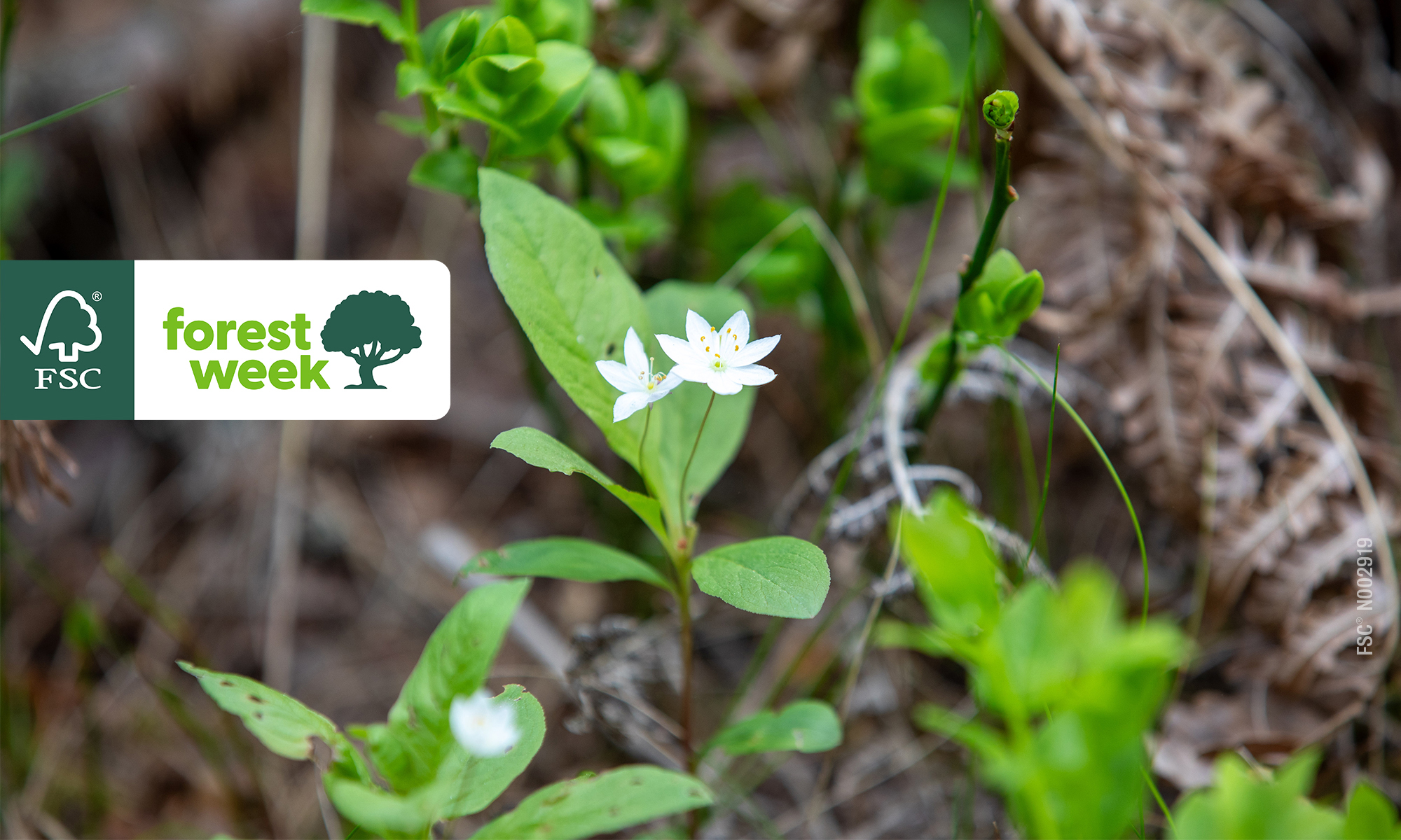 Närbild på en blomma i en skog. Från sidan är FSC:s logotyp infälld.