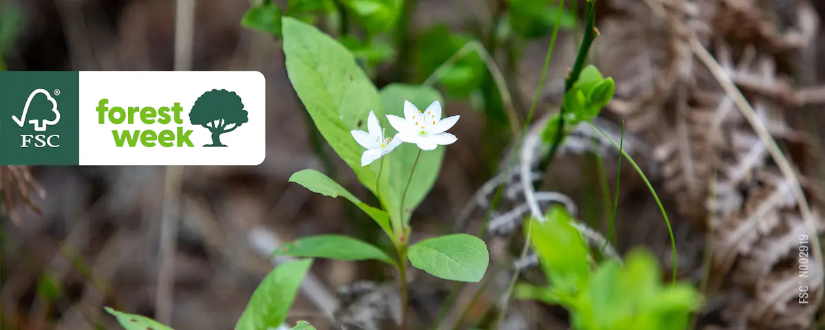 Närbild på en blomma i en skog. Från sidan är FSC:s logotyp infälld.