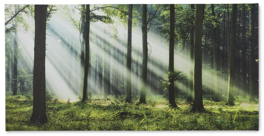 Light In The Woods 2 - Tavla, 140x70 cm - Grön
