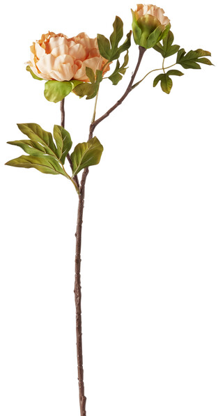 Pion - Snittblomma, H 71 cm - Orange