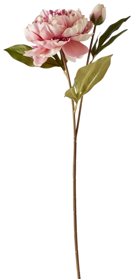 Pion - Snittblomma, H 56 cm - Rosa