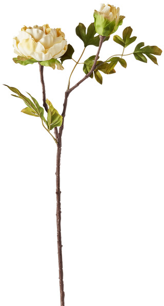 Pion - Snittblomma, H 71 cm - Gul