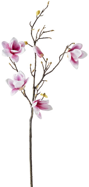Magnolia - Snittblomma, H 112 cm - Vit