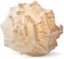 Shell - Utebordslampa, B36 H29 cm - Vit
