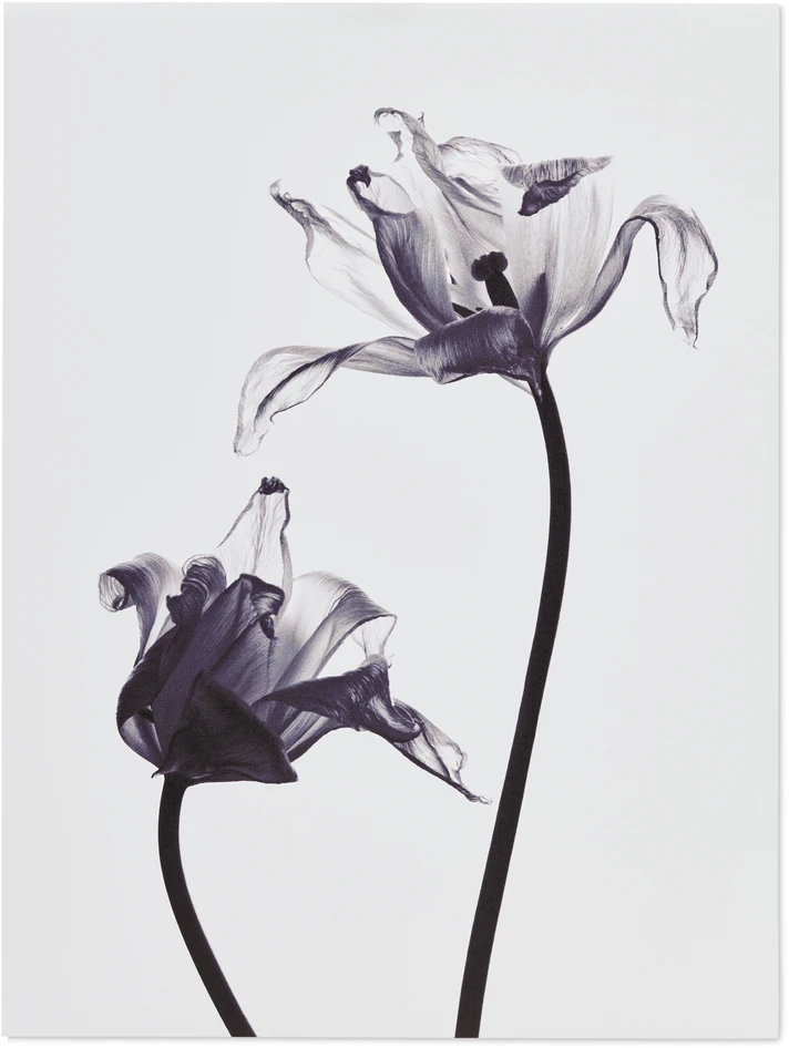 Transparent Tulips - Poster, 30x40 cm - Lila