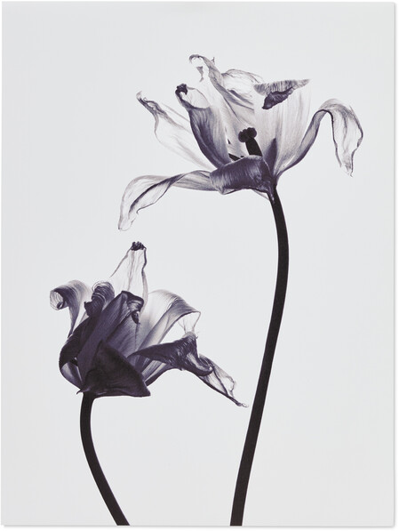 Transparent Tulips - Poster, 30x40 cm - Lila