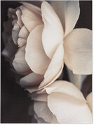 Pale Roses