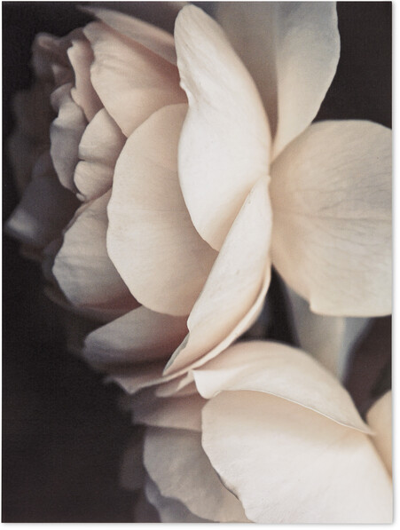 Pale Roses - Poster, 30x40 cm - Rosa
