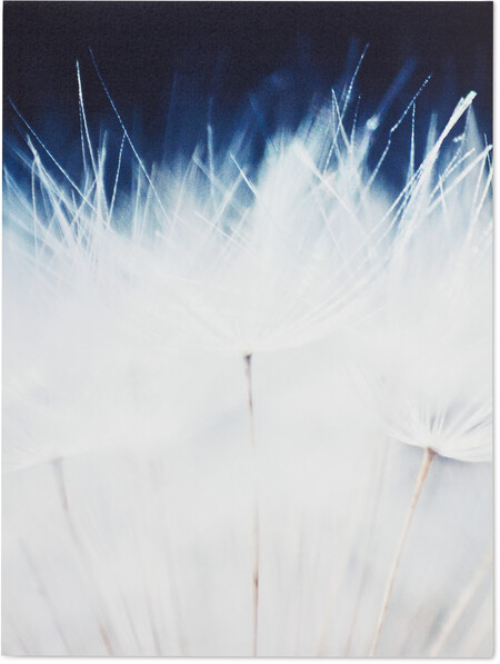 Dandelion close up - Poster, 30x40 cm - Blå