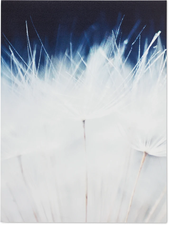 Dandelion close up - Poster, 30x40 cm - Blå