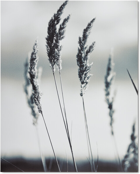Bent grass - Poster, 40x50 cm - Grå