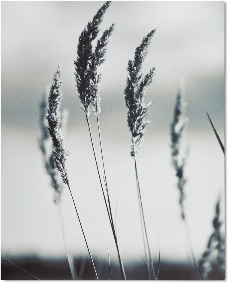 Bent grass - Poster, 40x50 cm - Grå