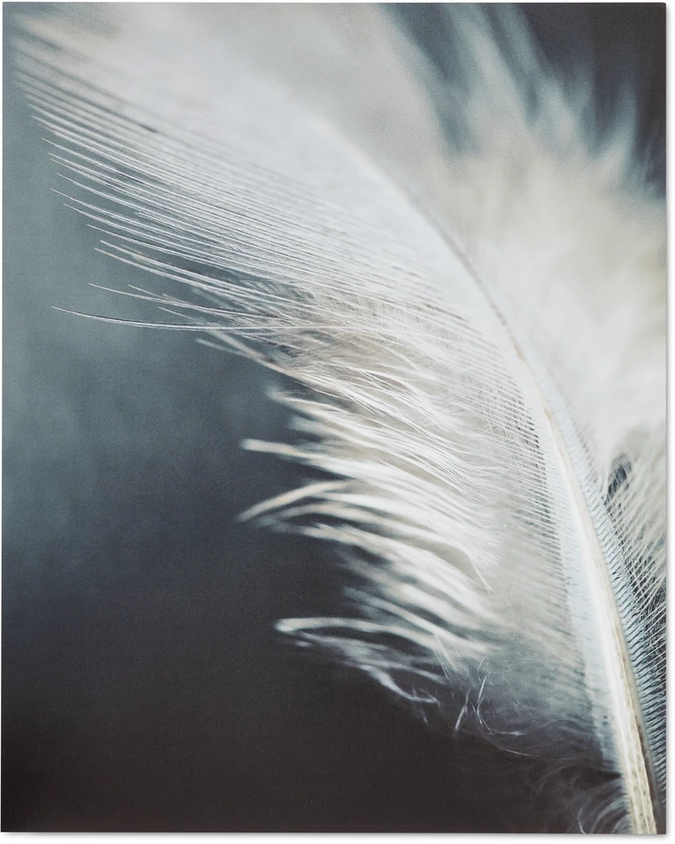 Soft Feather - Poster, 40x50 cm - Grå