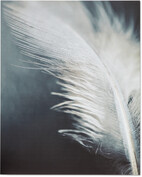 Soft Feather