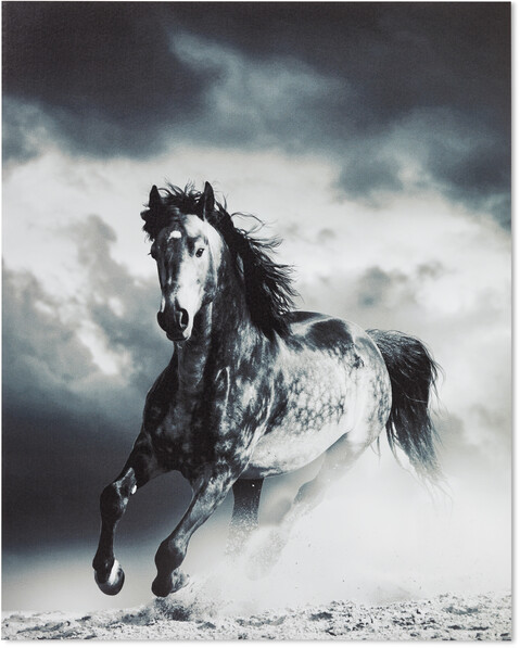 Wild Stallion - Poster, 40x50 cm - Svart