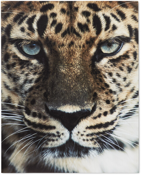 Amur Leopard - Poster, 40x50 cm - Svart