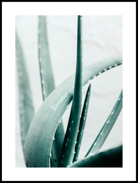 Aloe Vera - Poster - Grön