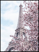 Blommor vid Eiffeltorn