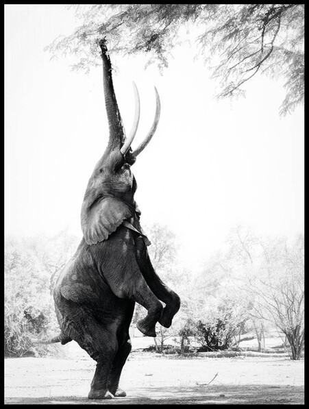 Elefant äter blad - Poster - Svart