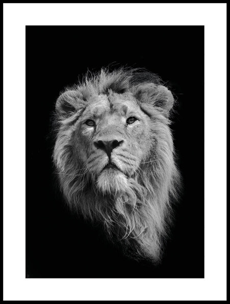 Lejon - Poster - Svart