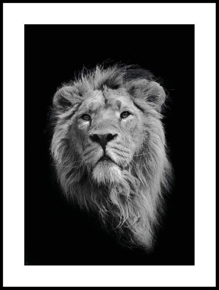 Lejon - Poster - Svart