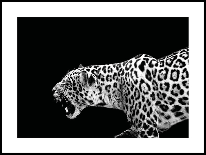 Leopard - Poster - Svart
