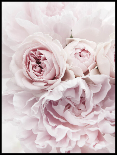 Ljusrosa pioner - Poster - Rosa