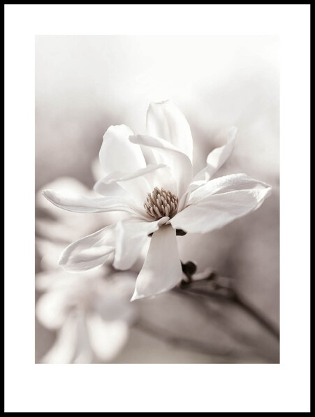 Magnolia - Poster - Vit