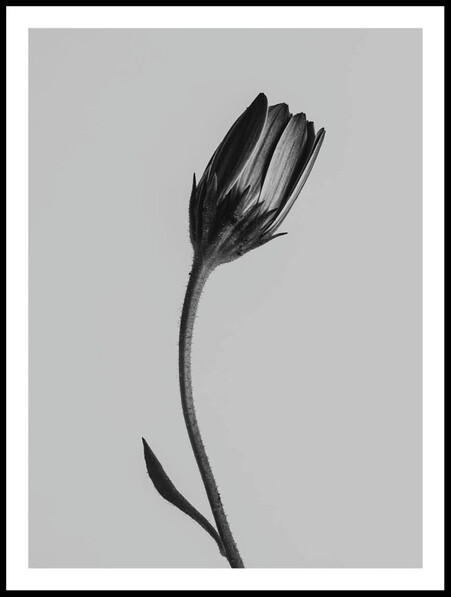 Närbild blomma - Poster - Svart