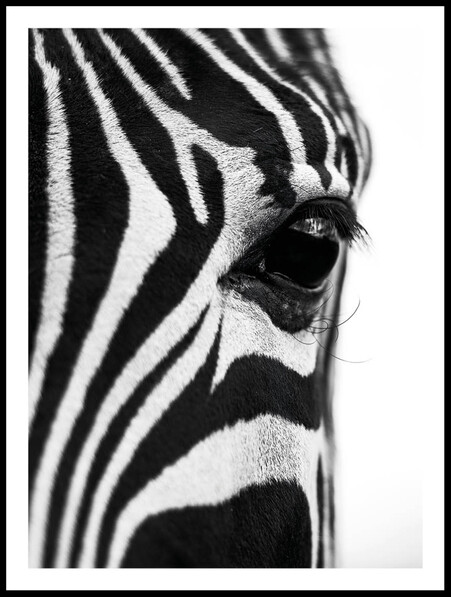 Närbild zebra - Poster - Svart