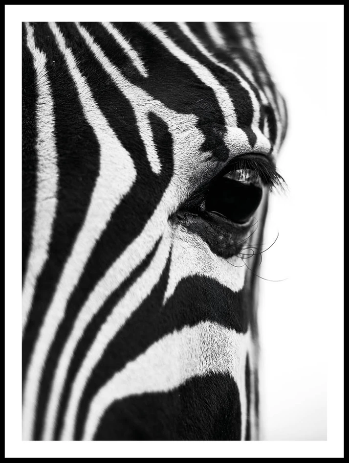 Närbild zebra - Poster - Svart