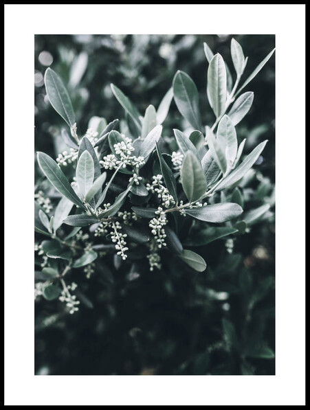 Olivkvist med blommor - Poster - Svart