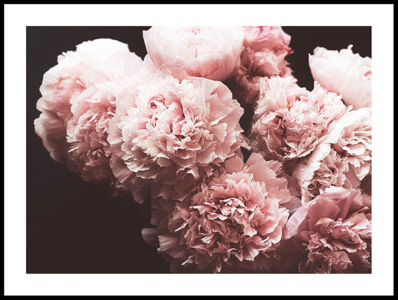 Pioner mot svart - Poster - Rosa
