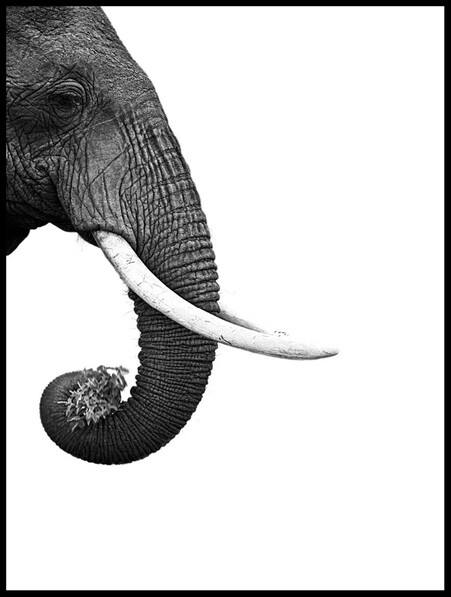 Profil av elefant - Poster - Svart