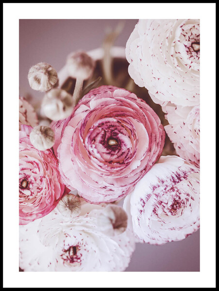 Ranunkel i vitt och rosa - Poster - Rosa