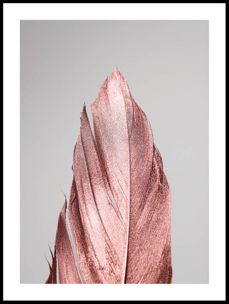 Rosa guldfjäder - Poster - Rosa