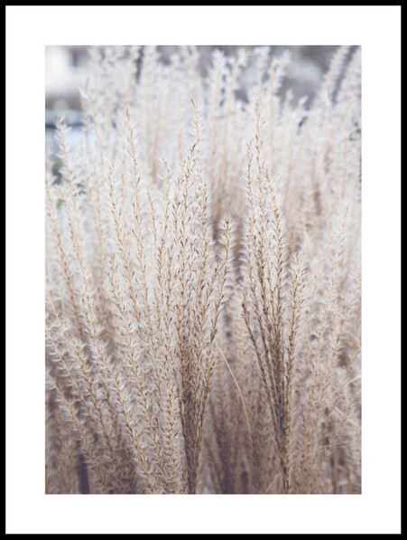 Strån - Poster - Beige