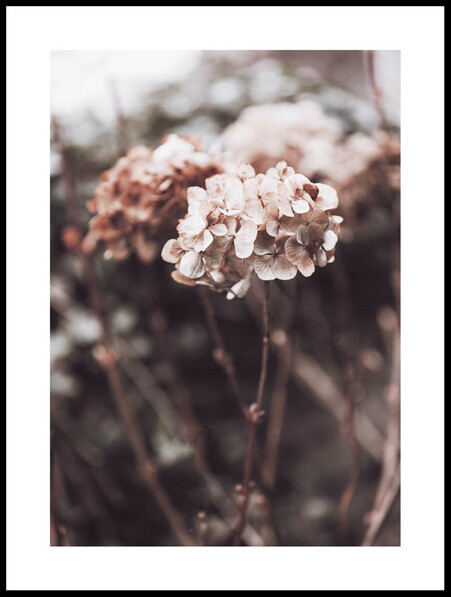 Torkad hortensia - Poster - Brun