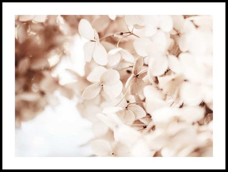 Närbild torkad hortensia - Poster - Beige