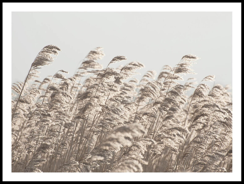 Vass - Poster - Beige