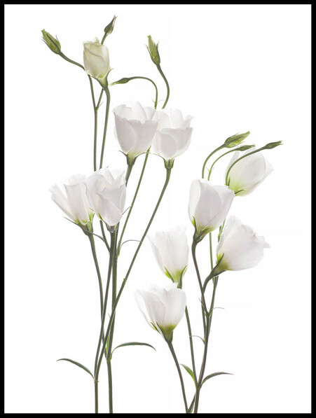 Vit eustoma - Poster - Vit