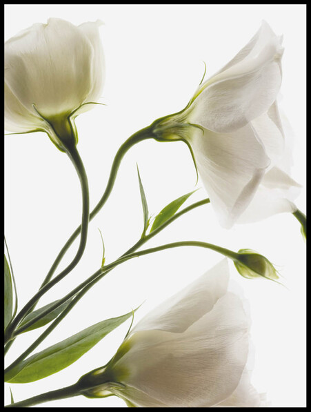 Vita blommor - Poster - Vit