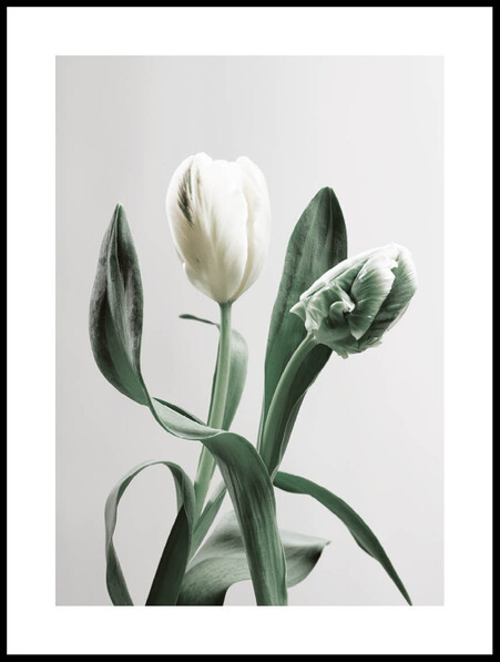 Vita tulpaner - Poster - Grå