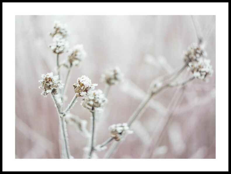 Frostblommor - Poster - Beige