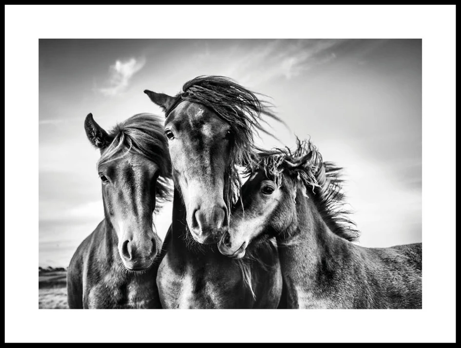 Hästar  - Poster - Svart