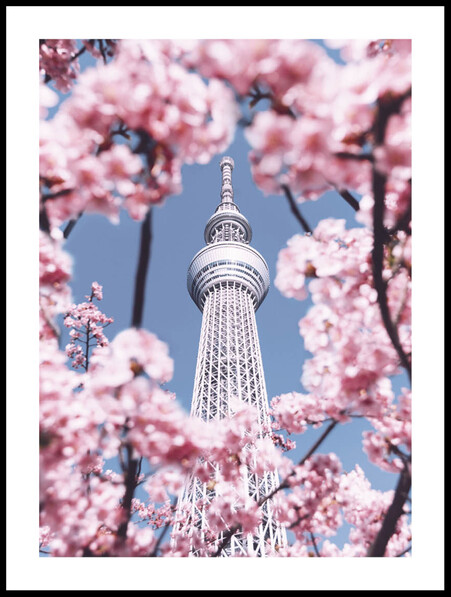 Körsbärsblommor I Tokyo  - Poster - Blå